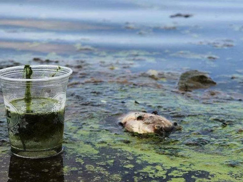 水質(zhì)生物毒性檢測(cè)儀可以測(cè)定工業(yè)排放污水嗎？