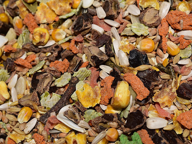 真菌毒素對人和動物有哪些危害？