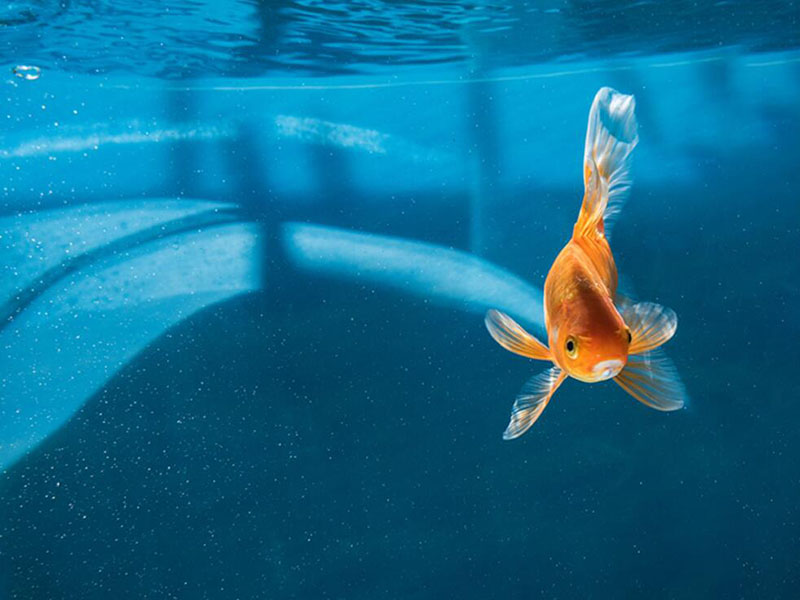 水產(chǎn)養(yǎng)殖溶解氧分析儀電極的標(biāo)定