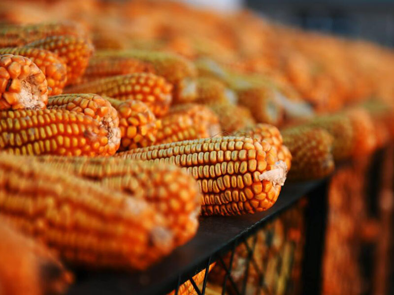 真菌毒素的定義與分類（食品真菌毒素檢測方法推薦）